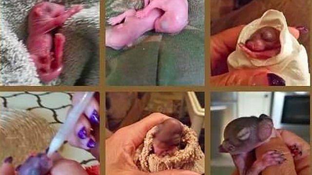 baby bald squirrels 640x360 Charges dropped against woman who nursed baby squirrels back to health